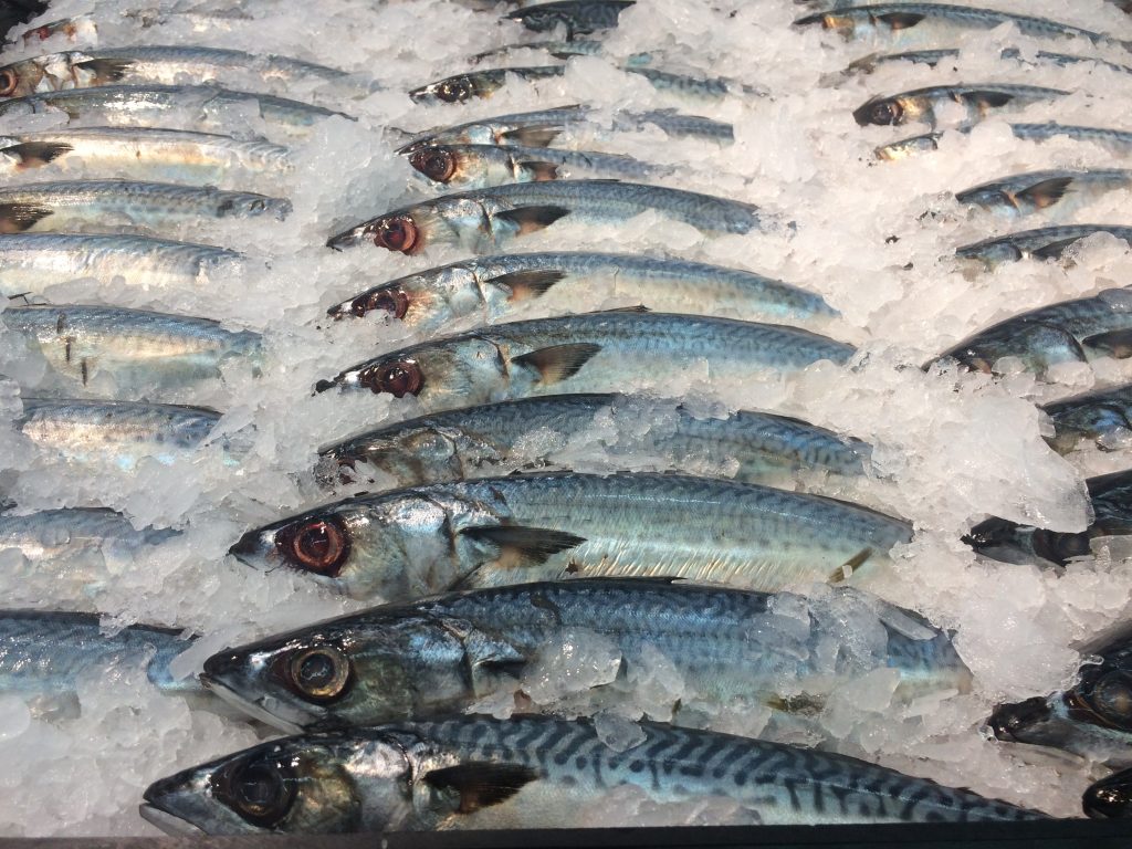 Fish Export and Supplier