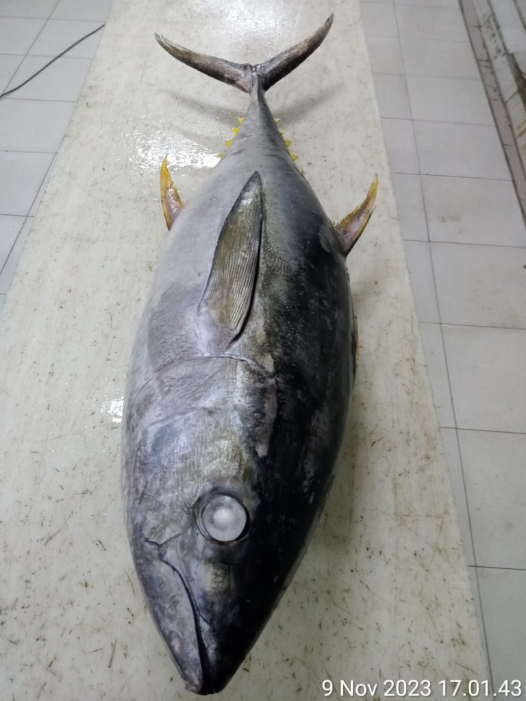 Bigeye Tuna Supplier, Tuna Supplier, Indofishsupplier